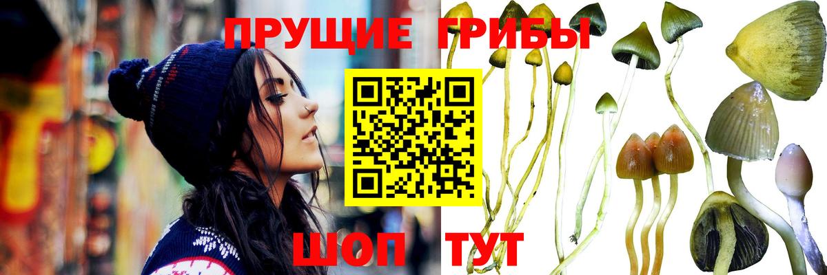 Артёмовский  Псилоцибиновые грибы прущие грибы  Вход с VPN  дарнет шоп  Псилоцибиновые грибы Cubensis 